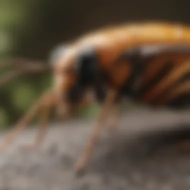 A close-up of insect behavior in a natural habitat