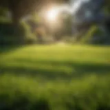Lush green lawn under sunlight showcasing healthy grass growth