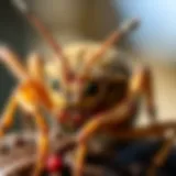 A close-up of common San Francisco pests