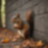 Signs of squirrel activity in wall spaces