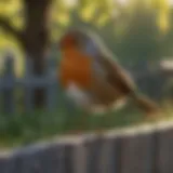 An adult robin perched on a fence