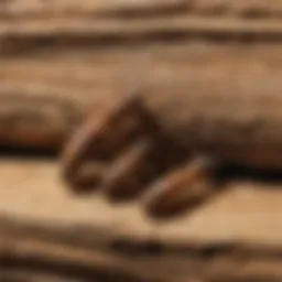 Identification of drywood termites in wood structures