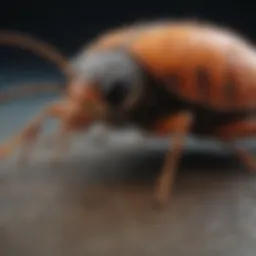 A close-up view of common pests found in Morehead City, NC