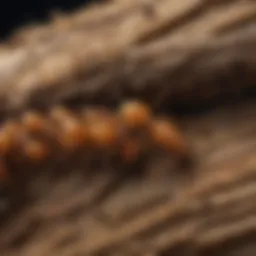 Close-up view of termite anatomy highlighting their unique structures.