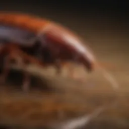A close-up of a cockroach on a surface
