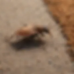 Close-up of carpet fibers showing insect damage