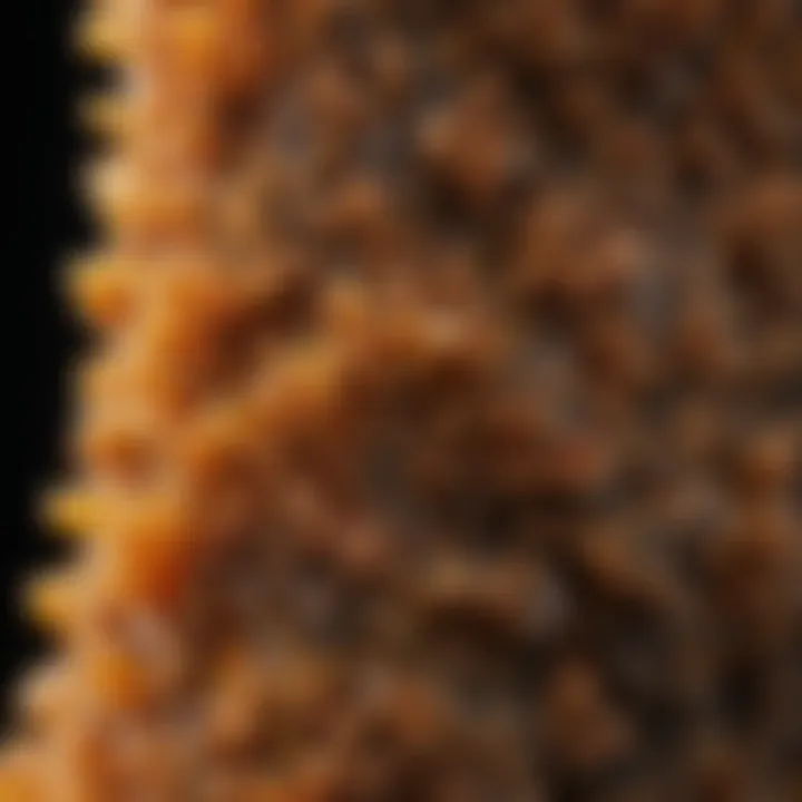 Microscopic view of termite fungus showcasing its unique structural features