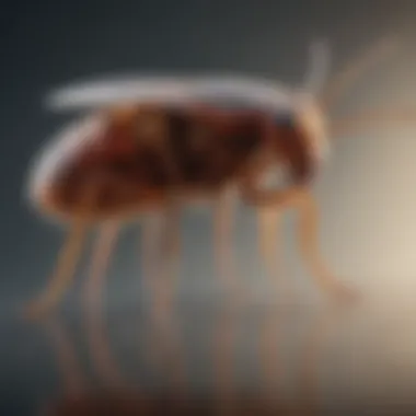 Flea in Action: Jumping Positions A graphical representation of a flea in various jumping positions.