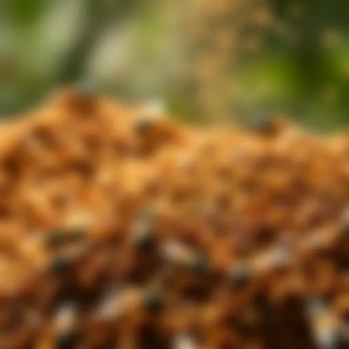 Overview of Granular Insecticides Detailed overview of various granular insecticides