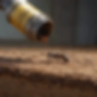 Application of Liquid Ant Killer Application of liquid ant killer around a foundation