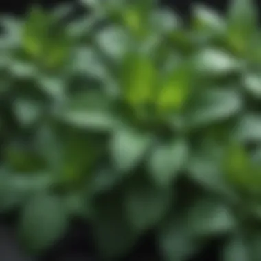 Vibrant Fresh Mint Leaves Fresh mint leaves showcasing their vibrant green color and texture