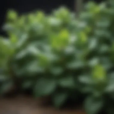 Diverse Species of Mint Different species of mint plants arranged aesthetically