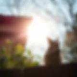 Ultrasonic pest deterrent device