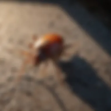 Residential backyard treatment against ticks