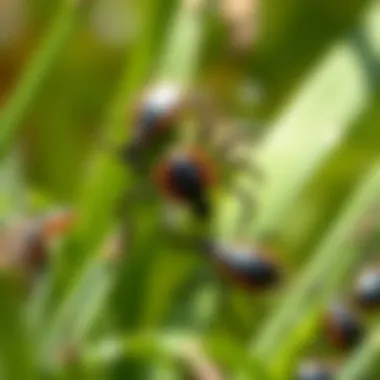 Ticks in Natural Habitat Ticks resting on grass blades