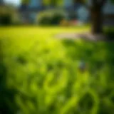 Lush green lawn showcasing effective lawn care