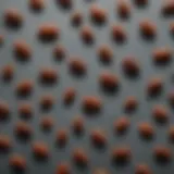 A close-up view of various tick species found in Massachusetts