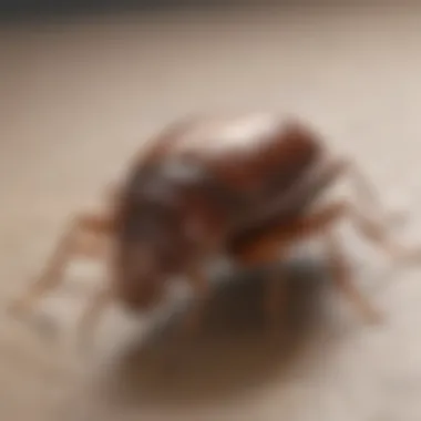 Comparison chart of commercial bed bug products