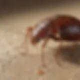 Diagram illustrating effective bed bug treatment methods
