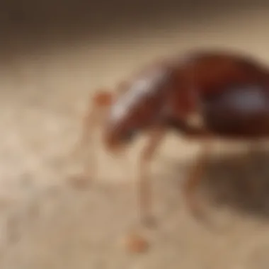 Diagram illustrating effective bed bug treatment methods