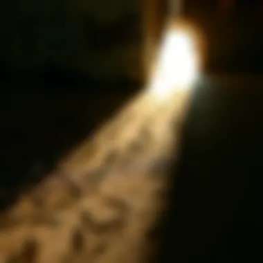 Ant trails indicating an infestation in a home