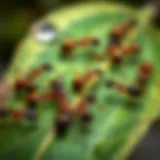 Diversity of Ant Species in Ecosystems Close-up view of various ant species on a leaf