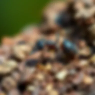 Natural methods for managing ant populations