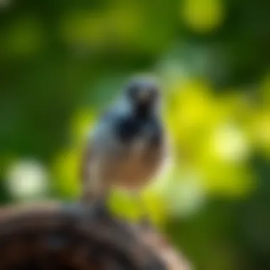 Impact of Noise on Bird Behavior A visual representation of a noisy environment affecting birds