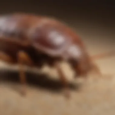 Detailed view of bed bug anatomy