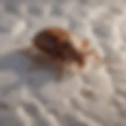 Close-up view of bed bugs on a mattress