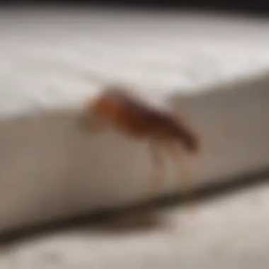 Close-up of a bed bug infestation in a mattress seam