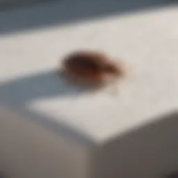 Bed bug encasement on a mattress