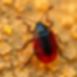 Thermal dynamics of bed bugs in controlled environments