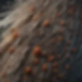 Close-up of bird mites on a feather