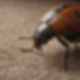 Close-up of a carpet beetle on fabric