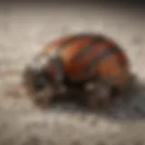 Lifecycle stages of carpet beetles