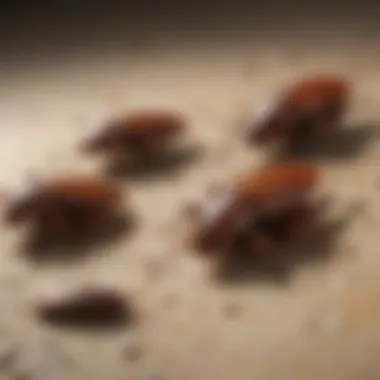 Close-up of cockroaches on a surface