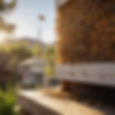 Bee Hive Removal in San Diego Bee hive removal from a residential area