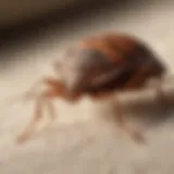 Detailed view of a bed bug on fabric