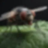 A close-up of a fly resting on a leaf, highlighting its anatomy and behavior.