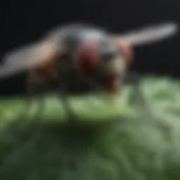 A close-up of a fly resting on a leaf, highlighting its anatomy and behavior.