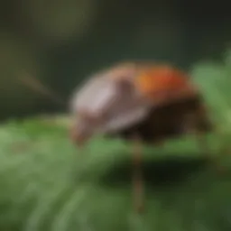 Close-up of a stink bug on a leaf