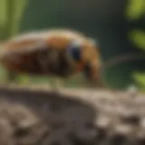 A close-up of a beneficial insect in a garden