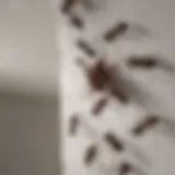 Close-up of ants navigating along a ceiling corner