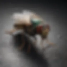 Outdoor fly species identification