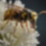 Close-up view of a wasp on a flower