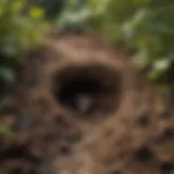 Detailed view of a mole burrow in a garden