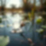 Detailed view of mosquito habitats showing stagnant water