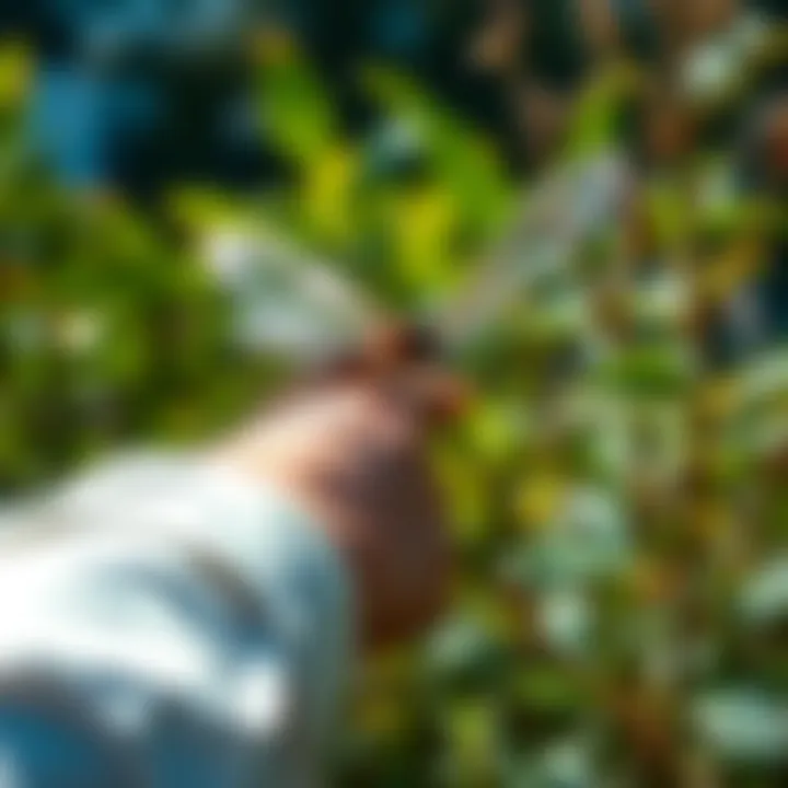 Eco-friendly mosquito control techniques in action