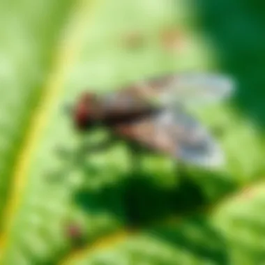 Ecological Impact of Phorid Flies Ecological impact of phorid flies on gardens